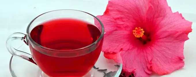 Каркаде гибискус