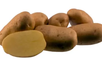 Сорт картофеля Агрия