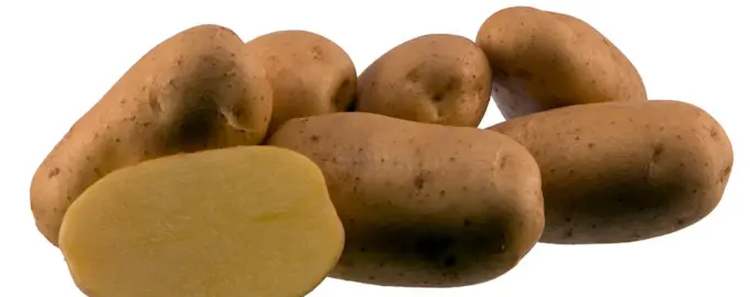 Сорт картофеля Агрия