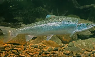 Атлантический лосось Salmo Salar