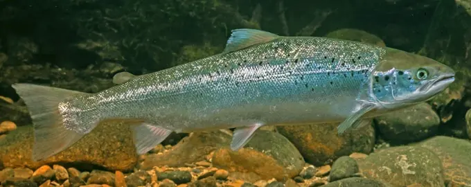 Атлантический лосось Salmo Salar